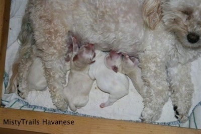 All four puppies nursing