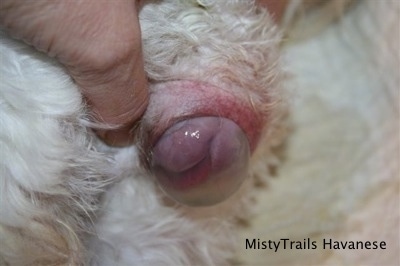 Close Up - Puppy tongue visible through Uterine Horn