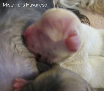 Close Up - Puppy laying on Dam