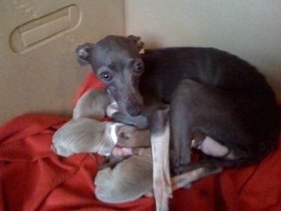 Italian Greyhound puppies with dam