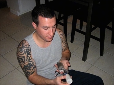 Man feeding newborn Italian Greyhound puppy with a bottle