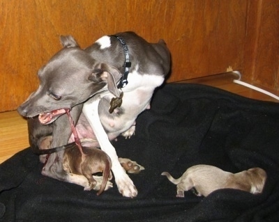 blue italian greyhound puppies for sale near me