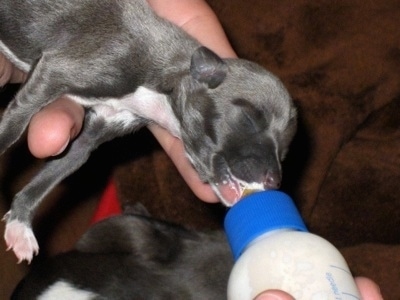 Feeding newborn Italian Greyhound puppy with a bottle