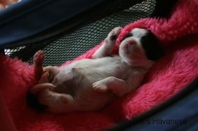 Puppy that needed to be hydrated laying on a blanket