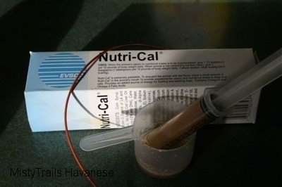 'Nutri-Cal' and Warm Water are used to hydrate the puppy