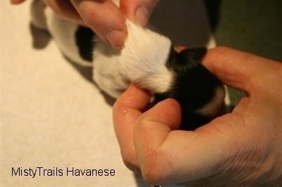 a person pinching the skin of a pup to stop the bleeding