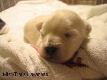 Close Up - Preemie pup