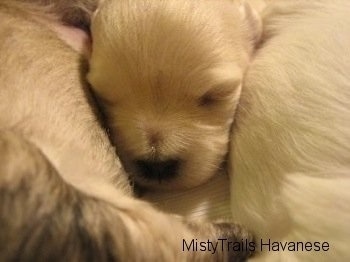 Close Up - Preemie pup laying in between a litter of puppies