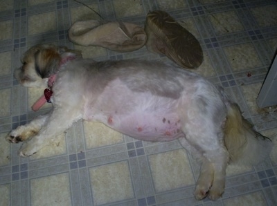 Melinda the Lhasa-Apso laying on its side in front of shoes