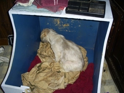 Melinda the Lhasa-Apso sitting on a blanket