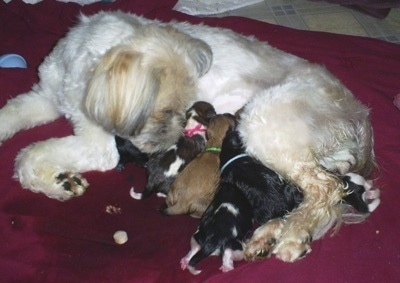 Dam with her newborn puppies