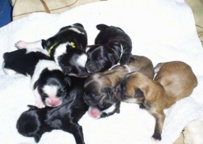 Litter of Lhasa-Apso puppies on a towel