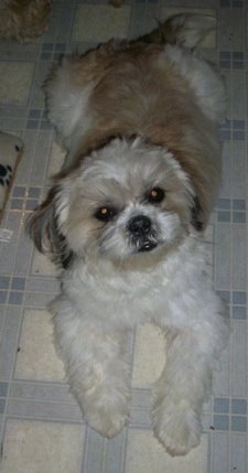 Melinda the pregnant Lhasa-Apso laying on a tiled floor