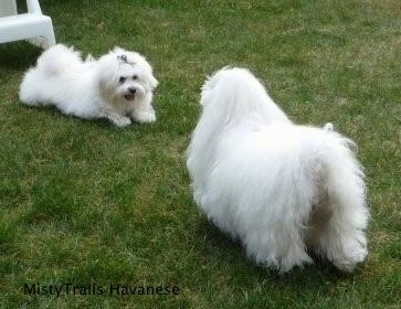 Pups at six months playing outside