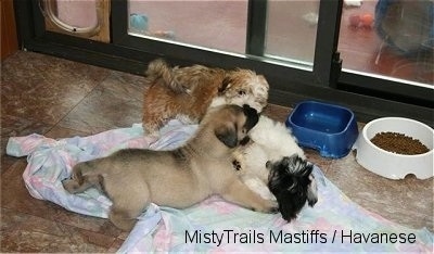 Saul the Mastiff Puppy playing with Havanese Puppies