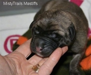 Close Up - Newborn Puppy face with a hand under its chin