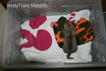 Puppy laying on a blanket in a plastic bin