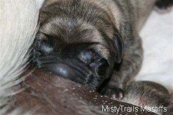 Close Up - Puppy Nursing