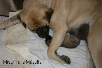 Sassy the Mastiff dam licking a puppy