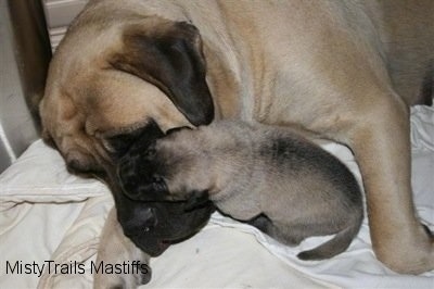 Puppy climbing on Sassy the Mastiff dam's face