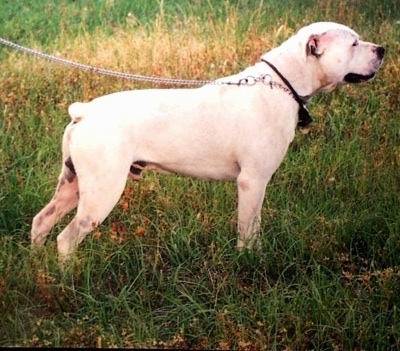 big white bulldog