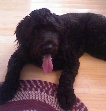 Front side view - A thick wavy coated, black Whoodle is laying across a hardwood surface, its mouth is open, its pink tongue is sticking out and it is looking up. There is a red rug in front of it.