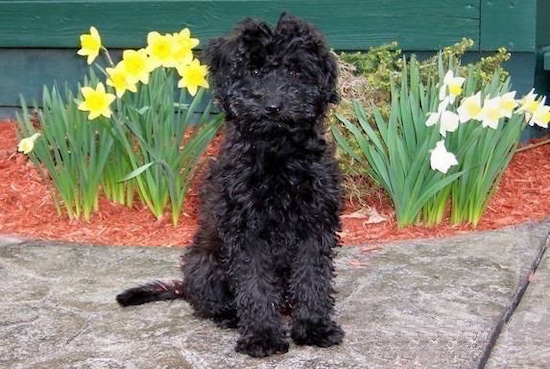 wheaten poodle dog