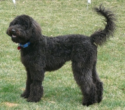 soft coated wheaten poodle mix