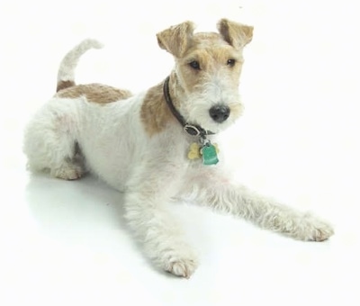 short haired wire terrier