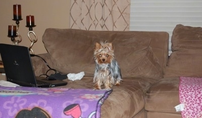 A tiny little tan and gray Yorkie dog standing on a couch and it is looking forward. To the left of the toy-sized dog is a laptop on top of a Dora the Explorer blanket.