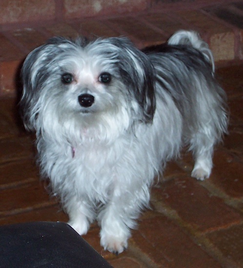 The front left side of a soft Yorktese dog standing across a brick floor and it is looking forward.