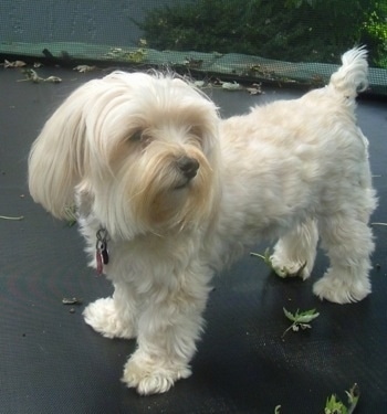 The front left side of a soft-looking, longhaired, cream Yorktese dog standing on a trampoline and it is looking to the right.