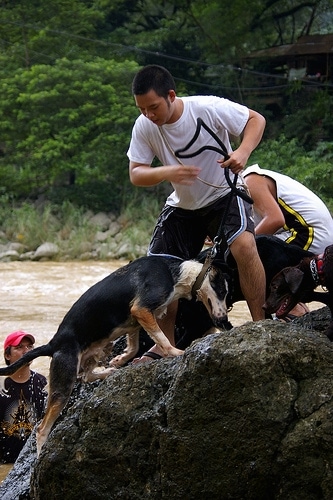 A Wet Hitman the Panda Shepherd is climbing on a large boulder and a person is helping it onto the rock in the middle of rushing water. 