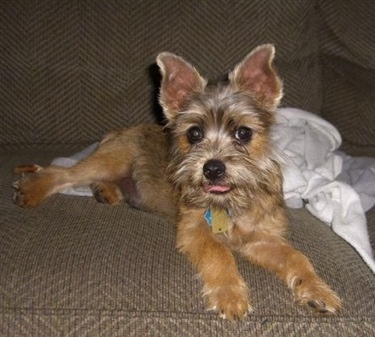 A tan with black Affenwich puppy is laying on a couch next to a blanket. The dog's tongue is sticking out of its mouth slightly. It has longer hair on its face that looks like a beard