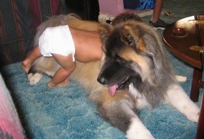 The front left side of a tan with black long haired Akita laying on the carpet with a baby crawling on his back. It is looking to the left, its mouth is open and tongue is out.