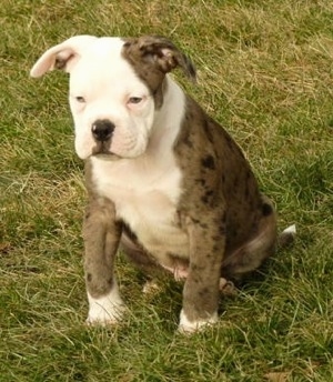 The front left side of a merle Alapaha Blue Blood Bulldog puppy that is sitting on grass with its ears up