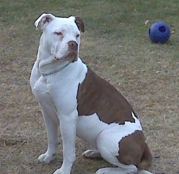 The left side of a brown and white Alapaha Blue Blood Bulldog that is sitting on grass with a ball behind it.
