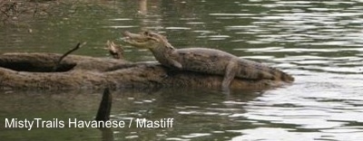 alligators mistytrails havanese mastiff courtesy