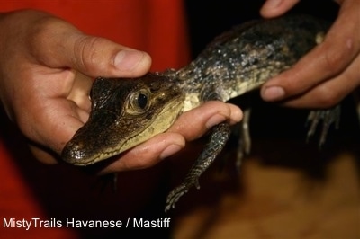 The front left side of a baby Alligator being held in the air by a person with both of there hands