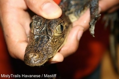 Close Up - A person is holding a baby Alligator in there hand