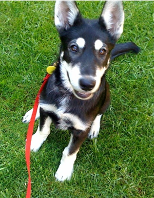 Topdown view of a black with white Alusky puppy that is sitting in a lawn and it is wearing a red leash.