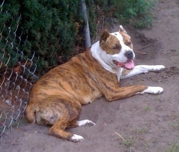 The back left side of a tan with white American Bandogge Mastiff that is laying against a fence with its mouth open and tongue out.