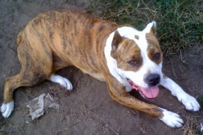 The right side of a tan with white American Bandogge Mastiff that is laying in dirt near grass