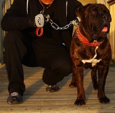 A brown with white American Bandogge is standing on a wooden porch next to a person in gloves.