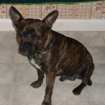 The front left side of a brindle with white American Boston Bull Terrier that is sitting on a kitchen floor.