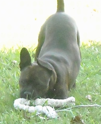 A black American Boston Bull Terrier is playing with a rope toy outside in grass in a play bow pose chewing on the toy.