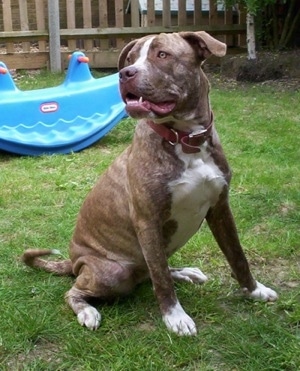 The front right side of a gray and white American Bull Dogue de Bordeaux that is sitting across a yard and it is looking to the left. Its mouth is open and there is a wooden fence behind it.