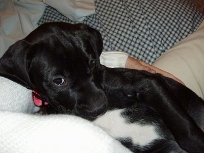 Close up - The left side of a black with white American Bullador puppy that is laying across a persons lap.