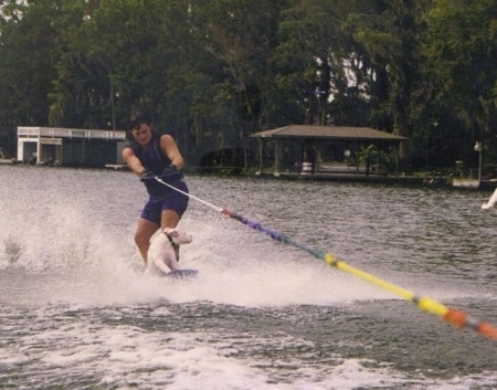 Cash the American Bulldog sitting on a wakeboard with a person as they speed across the water hooked to a speed boat