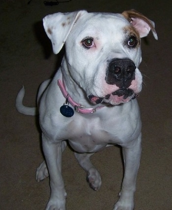 American Bulldog sitting down on carpet